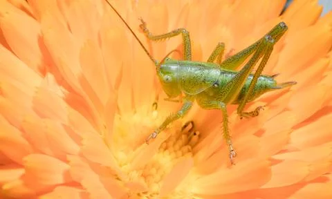 A close up of the grasshopper on flower. Stock Photos
