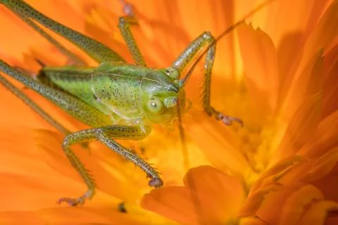 A close up of the grasshopper on flower. Stock Photos