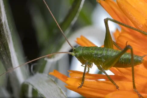 A close up of the grasshopper on flower. Stock Photos