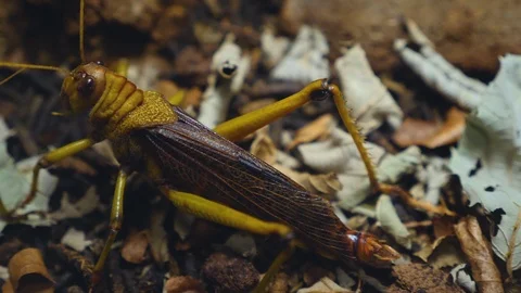 Close up of grasshopper Stock Footage 121850269
