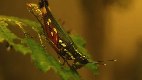 Close up of Grasshopper Stock Footage 135039853