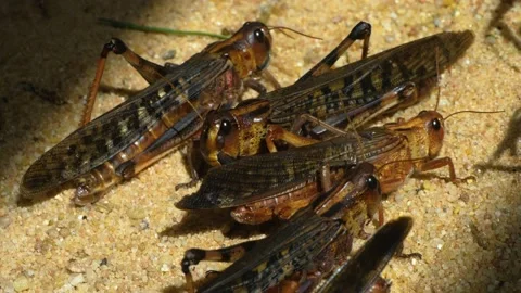 Close up of Grasshopper Stock Footage 135040130