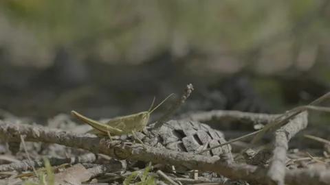 A close up of a grasshopper Stock Footage 151832546