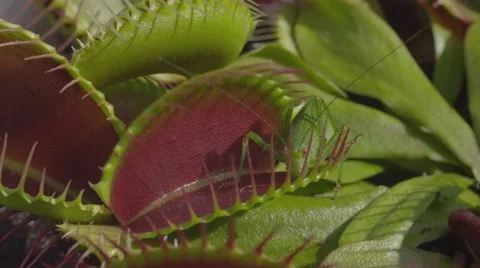 CLOSE UP: Grasshopper gets caught in carnivorous snap trap plant Stock Footage 42053541