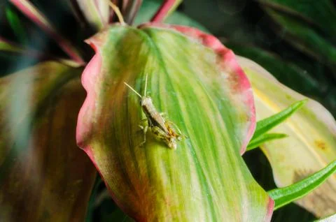 A close up of the grasshopper on leaf Stock Photos