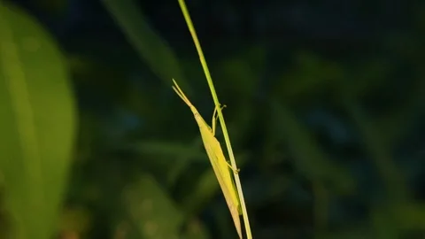 Close-up of a grasshopper perched on a grass stem at dusk Stock Footage 335922977