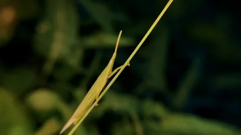 Close-up of a grasshopper perched on a grass stem at dusk Stock Footage 335922978