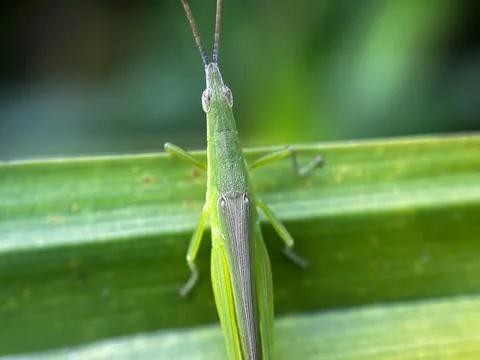 Close up of grasshopper perched on leaves Photos