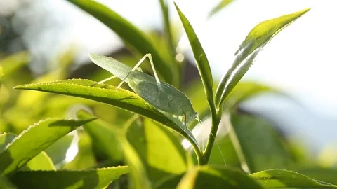 Close up of a grasshopper perched on tea leaves in a tea plantation Stock Footage 91375961