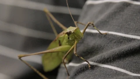 Close up of a grasshopper on a person's shirt Stock Footage 95821702