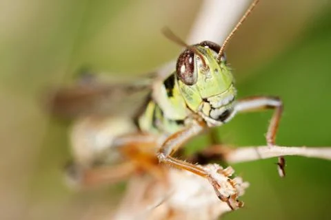 Close-up of a grasshopper Stock Photos