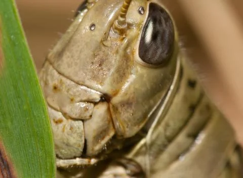 Close-up of a grasshopper Stock Photos