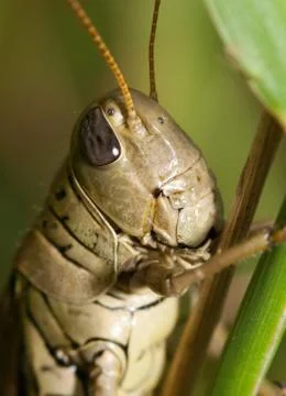 Close-up of a grasshopper Stock Photos