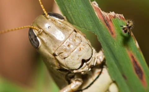 Close-up of a grasshopper Stock Photos