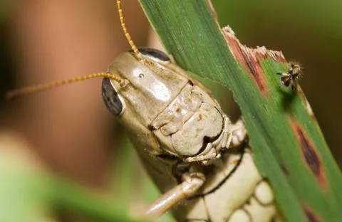Close-up of a grasshopper Stock Photos