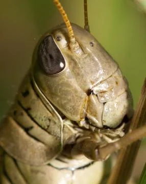 Close-up of a grasshopper Stock Photos