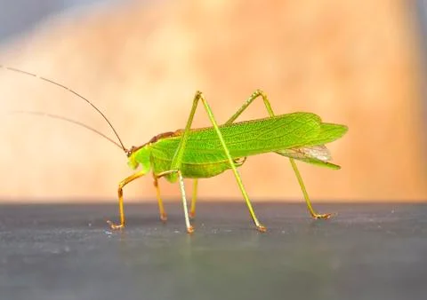 The close up of a grasshopper Stock Photos