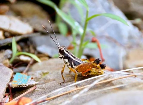 The close up of a grasshopper Stock Photos