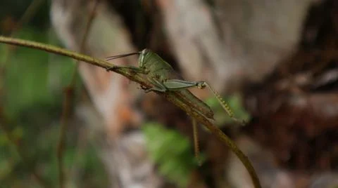 Close-up of a grasshopper 스톡 사진