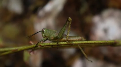 Close-up of a grasshopper 写真素材