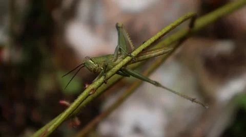 Close-up of a grasshopper 写真素材