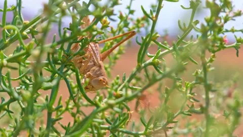 Close-up of a grasshopper resting on desert foliage Stock Footage 341775222