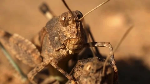 Close-up grasshopper resting on dry stems Stock Footage 328276827