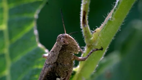Close-Up of a Grasshopper Resting on a Leaf in Daylight Stock Footage 320149595