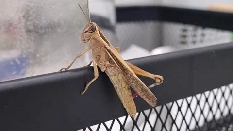 Close-Up of a Grasshopper Resting on a Surface Indoors Stock Footage 318702586