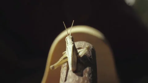 Close-up. The grasshopper sits on the wooden handle of the toolbox Stock Footage 139446567