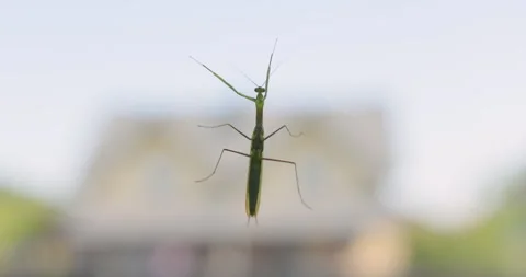 Close-up Grasshopper sitting on window. The concept of carefree summer time Stock Footage 318215665