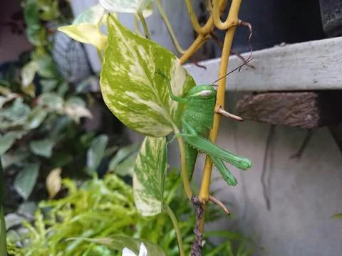 Close up grasshopper at small branch Stock Photos