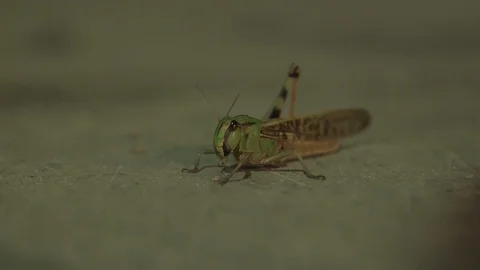 Close-up Of A Grasshopper On A Soft Surface Vidéo 127023915