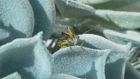 Close up of grasshopper staring into camera Video stock 114928988