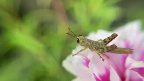 Close up grasshopper on white and pink moss flower Stock Footage 221303449