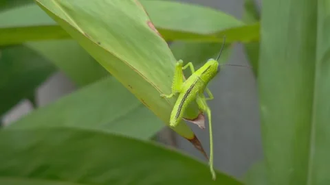 Close up of grasshoppers dancing on a green leaf. 4K 库存影片 302881113
