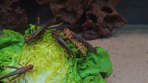 Close up of grasshoppers eating  Stock Footage 245045027