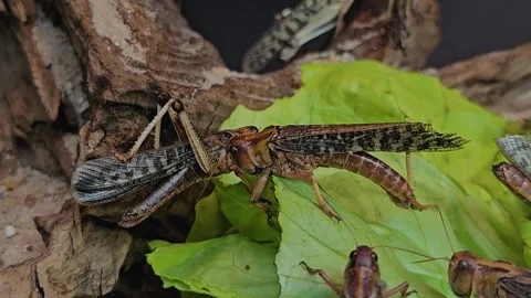 Close up of grasshoppers eating Stock Footage 269549643