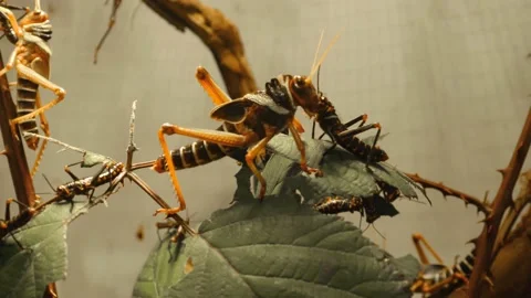 Close up of grasshoppers Stock Footage 135890455