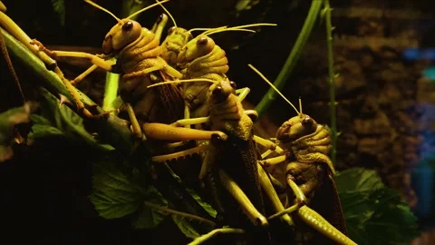 Close up of grasshoppers Video stock 139222233