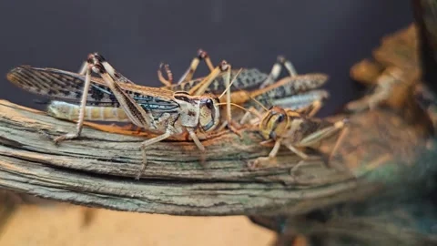 Close up of grasshoppers Stock Footage 266584870