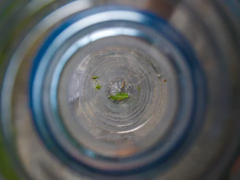 Close-up of Grasshoppers Inside Bottle Stock Photos