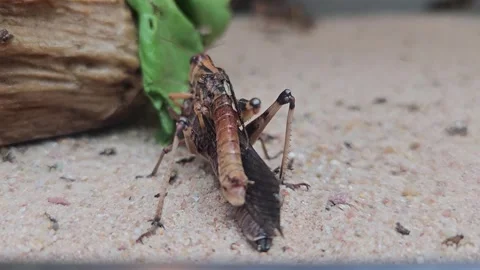 Close up of Grasshoppers mating Stock-Footage 245045102