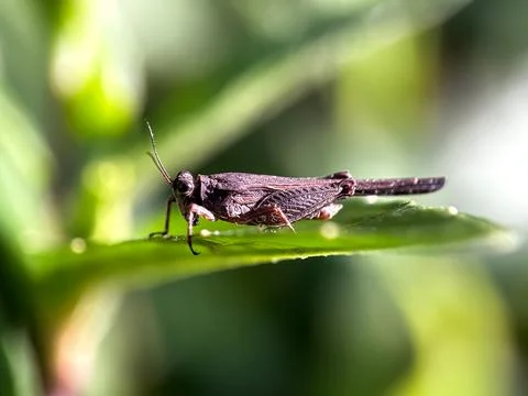 Close up of grasshoppers 库存照片