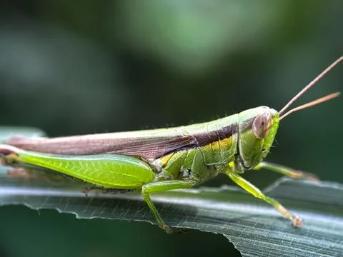 Close up of grasshoppers Fotos Stock