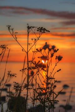 Close up on the grassland in sunset light Stock Photos