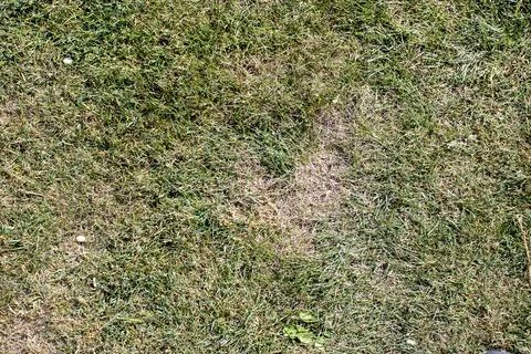 Close-up of a grassy lawn with a patch of dried grass, showcasing variations in Foto stock