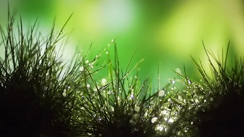Close. grassy meadow after rain. drops of dew on the leaves of grass glow Stock Footage 128109401