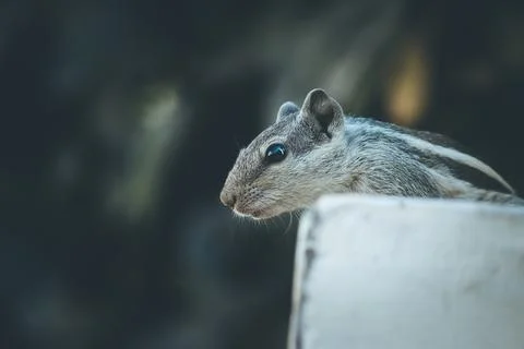 A close-up of a gray and black squirrel Stock Photos