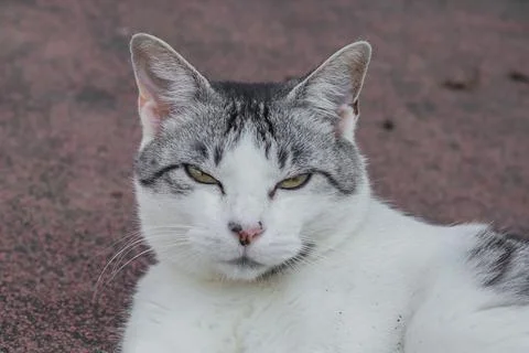 Close-up of gray and white cat Foto stock
